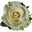 Box of Roses Mondial 40-50cm