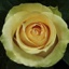 Box of Roses Nectarine 40-50cm