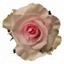 Box of Roses Nena 40-50cm
