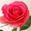 Box of Roses Orlando 40-50cm