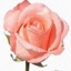 Box of Roses Peckoubo 40-50cm