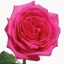 Box of Roses Ravel 40-50cm