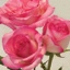 Box of Roses Rossini 40-50cm