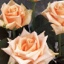 Box of Roses Sahara 40-50cm