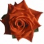 Box of Roses Santana 40-50cm