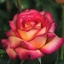 Box of Roses Tabasco 40-50cm