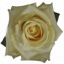 Box of Roses Takini 40-50cm