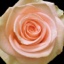 Box of Roses Tiffany 40-50cm