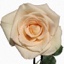 Box of Roses Timeless 40-50cm