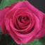 Box of Roses Topaz 40-50cm