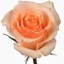 Box of Roses Versilia 40-50cm