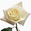 Box of Roses Virginia 40-50cm
