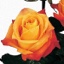 Box of Roses Voodoo 40-50cm