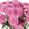 Chrysanthemum Button Pink