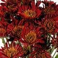 Chrysanthemum Rust Novelty