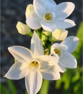 Daffodil Paper White