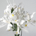 Iris Casablanca (White)