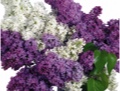 Lilac ( Syringa ) Assorted