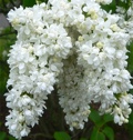 Lilac ( Syringa ) White