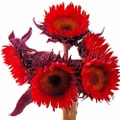 Sunflowers Red