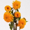 Sunflowers Teddy Bear