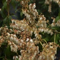 Pieris japonica White Cascade
