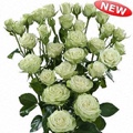 Annakyra Spray Rose 40-50cm