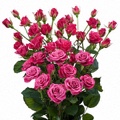 Glorious Spray Rose 40-50cm