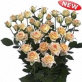 Lenne Spray Rose 40-50cm