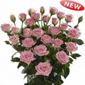 Odilia Spray Rose 40-50cm