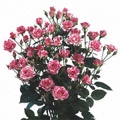 Pink Flash Spray Rose 40-50cm