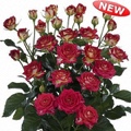 Rubyella Spray Rose 40-50cm