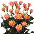 Sonora Spray Rose 40-50cm