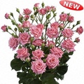 Sylvana Spray Rose 40-50cm