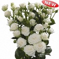 White Lady Spray Rose 40-50cm