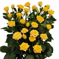 Yellow Babe Spray Rose 40-50cm