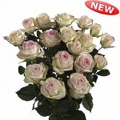 Yovanka Spray Rose 40-50cm