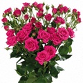 Yunita Spray Rose 40-50cm