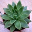 Box of Agavoides Succulents - Echeveria