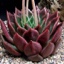 Box of Agavoides Red Succulents